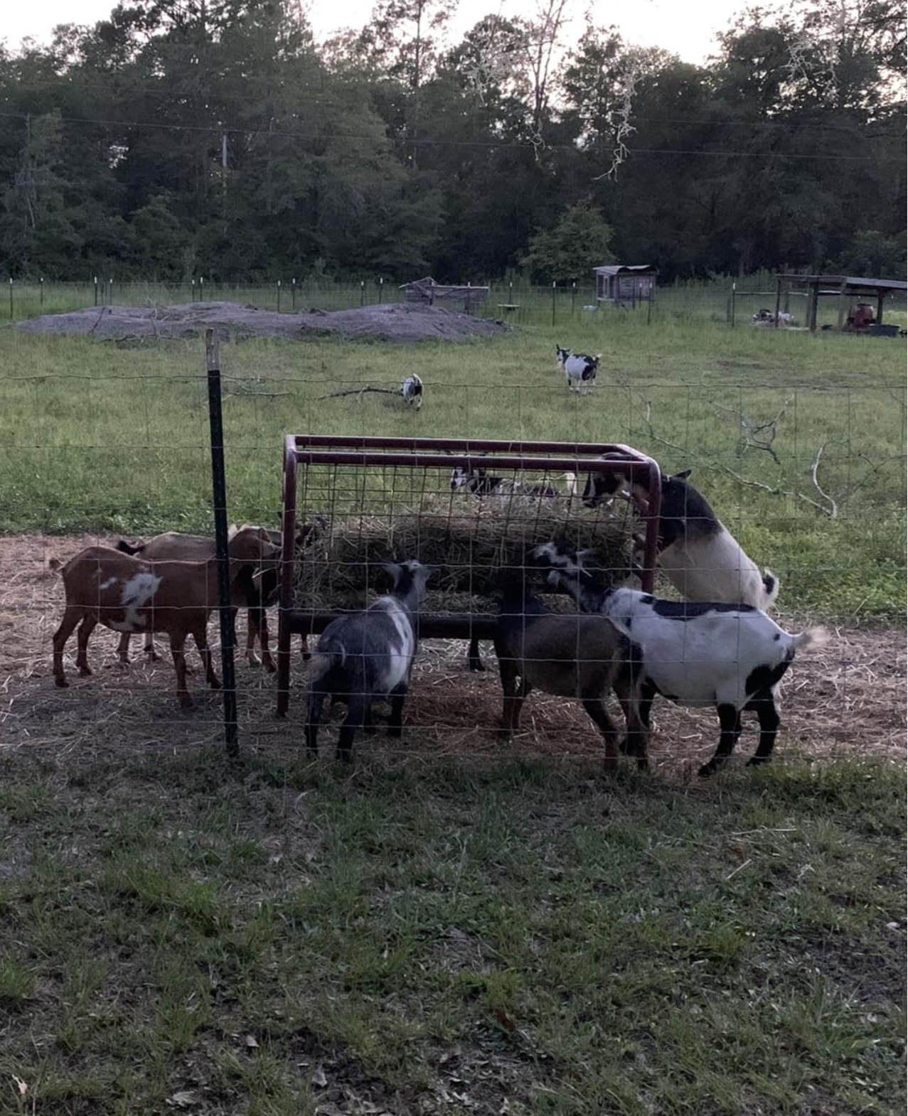 Goat Management Systems